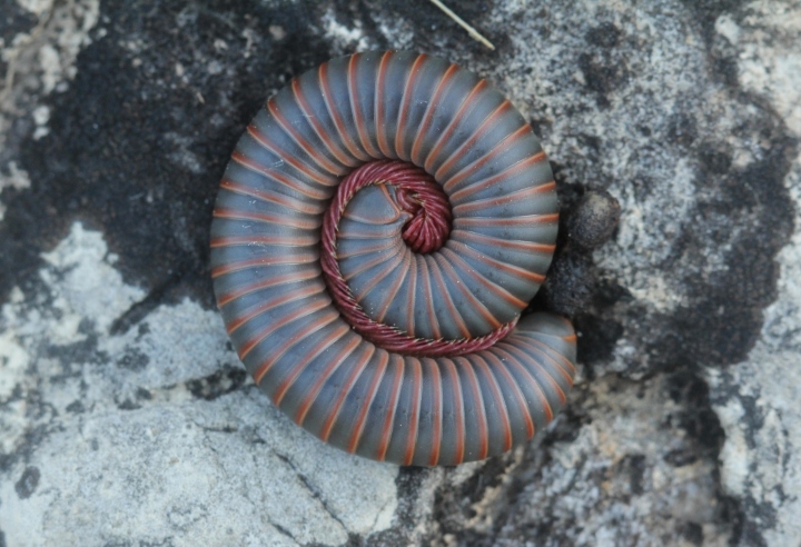 American Giant Millipede